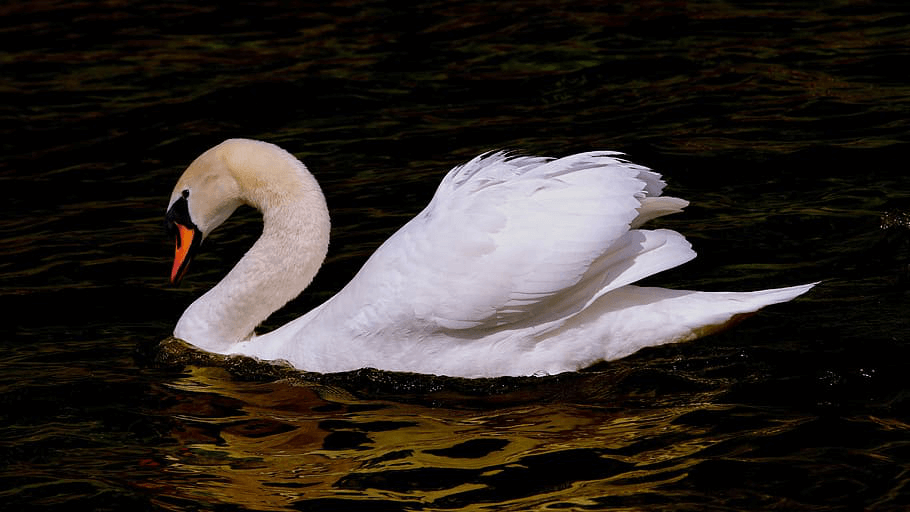 Swan Background Picsart PNG